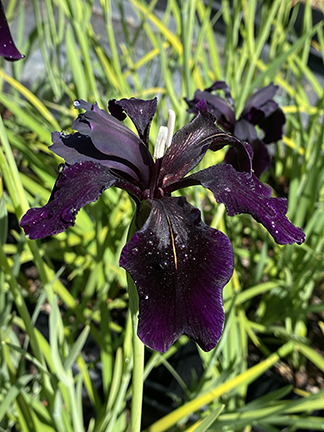 Iris chrysographes ‘Black Form’