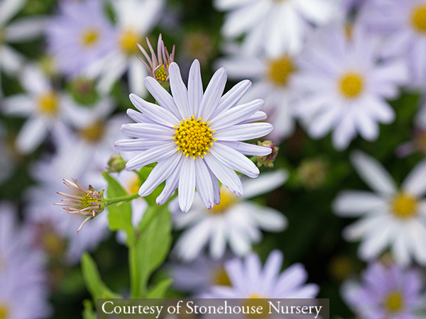Kalimeris incisa &lsquo;Blue Star&rsquo;