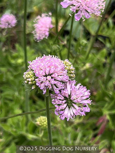 Knautia macedonica ‘Midget Mauves’
