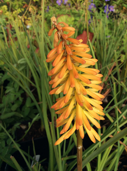 Kniphofia ‘Moonstone’