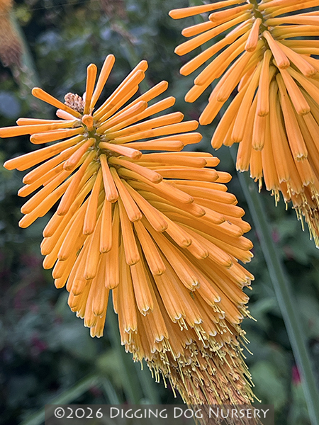 Kniphofia linearifolia