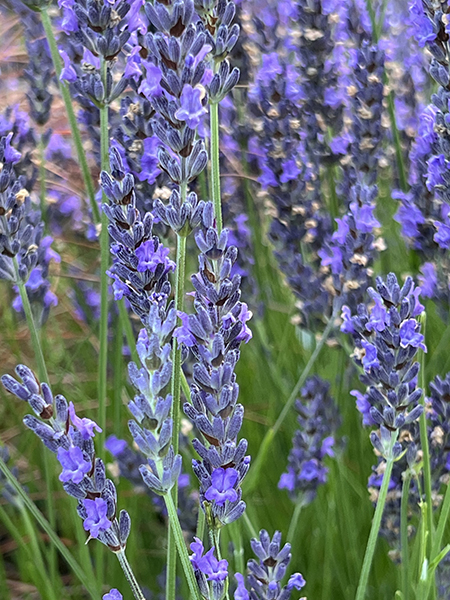 Lavandula x intermedia ‘Grosso’