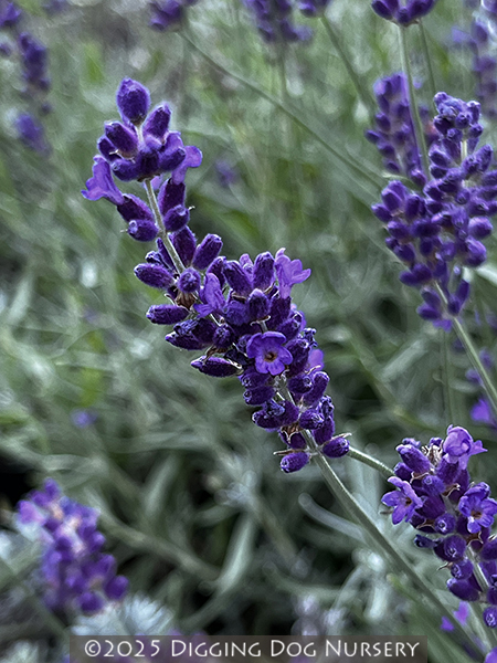 Lavandula angustifolia ‘Imperial Gem’