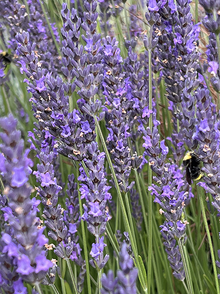 Lavandula intermedia ‘Phenomenal (Niko) ’