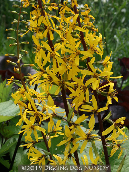 Ligularia stenocephala &lsquo;The Rocket&rsquo;