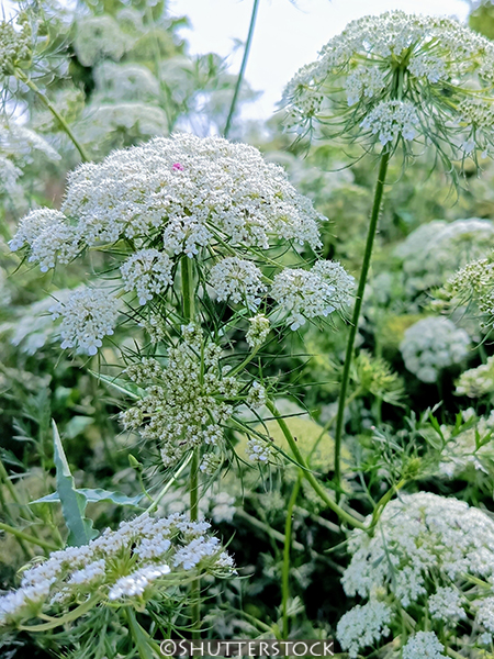 Ligusticum scoticum
