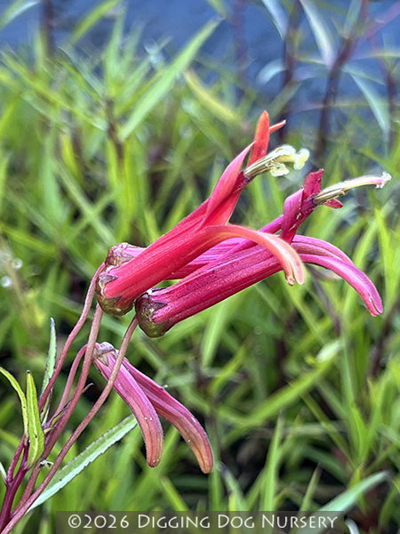 Lobelia laxiflora