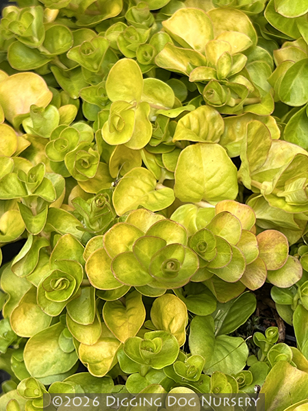 Lysimachia nummularia &lsquo;Aurea&rsquo;