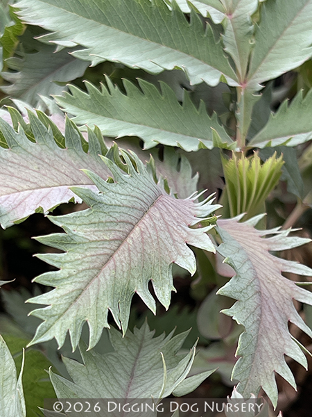 Melianthus major &lsquo;Antonow�s Blue&rsquo;