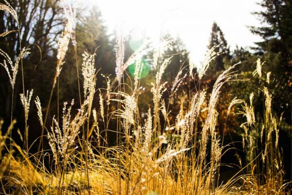 Miscanthus sinensis Gold and Silver