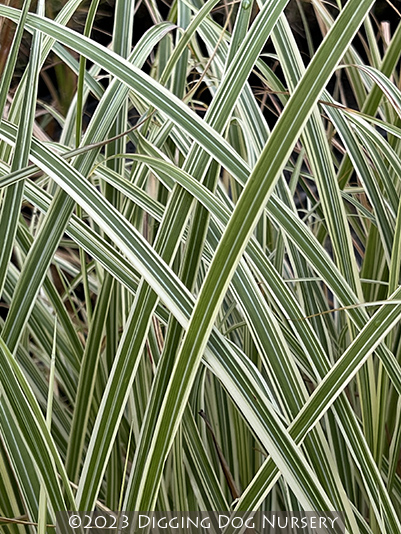 Miscanthus sinensis ‘Rigoletto’
