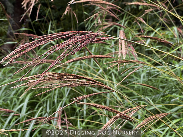 Miscanthus transmorrisonensis