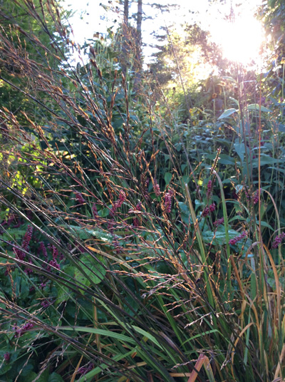 Molinia caerulea Bergfreund