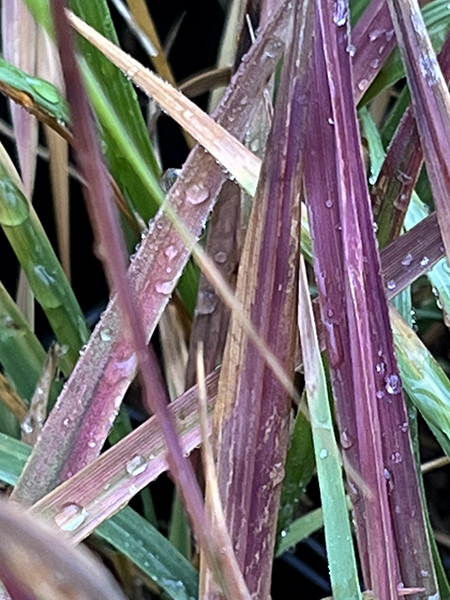 Molinia caerulea ‘Purple Infusion’