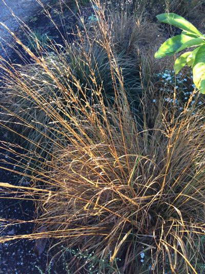 Molinia caerulea ‘Staefa’