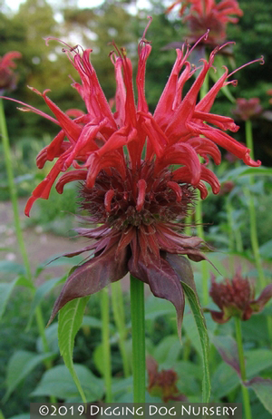 Monarda didyma Jacob Cline