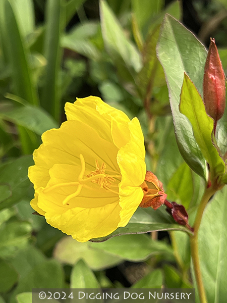 Oenothera fruticosa Fyrverkeri (Fireworks)