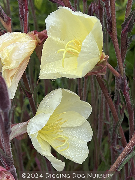 Oenothera stricta