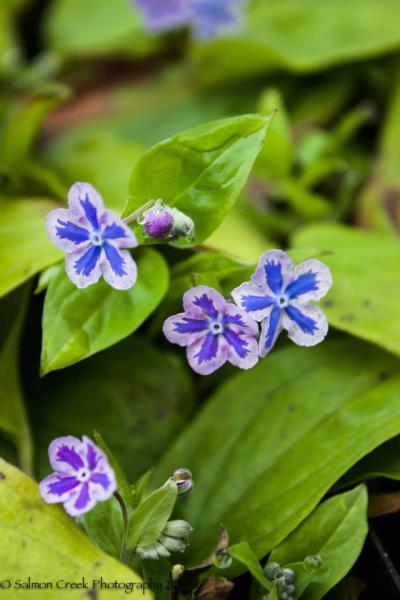 Omphalodes cappadocica Starry Eyes