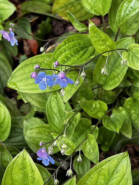 Omphalodes verna