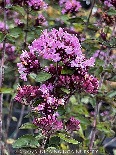 Origanum ‘Herrenhausen’
