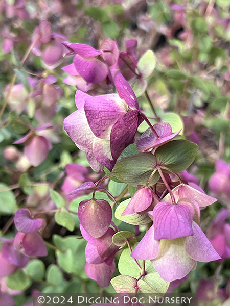 Origanum Kent Beauty