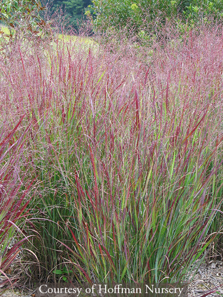 Panicum virgatum ‘Shenandoah’