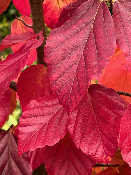 Parrotia persica ‘Vanessa’