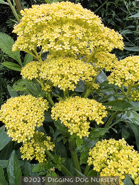Patrinia scabiosifolia