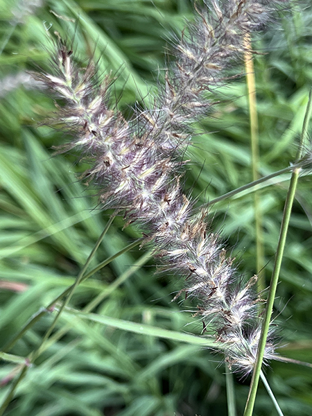 Pennisetum orientale ‘Karley Rose’