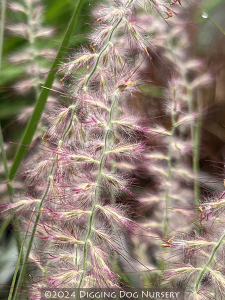 Pennisetum orientale