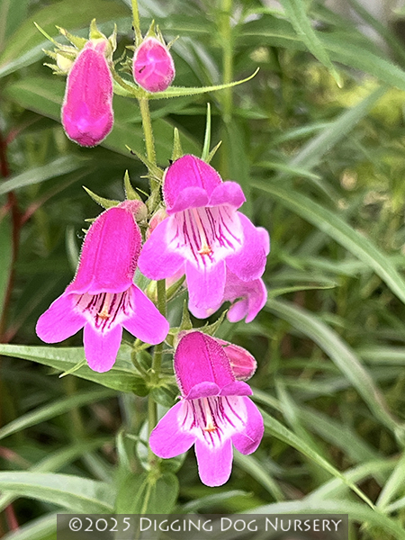 Penstemon ‘Gilchrist’