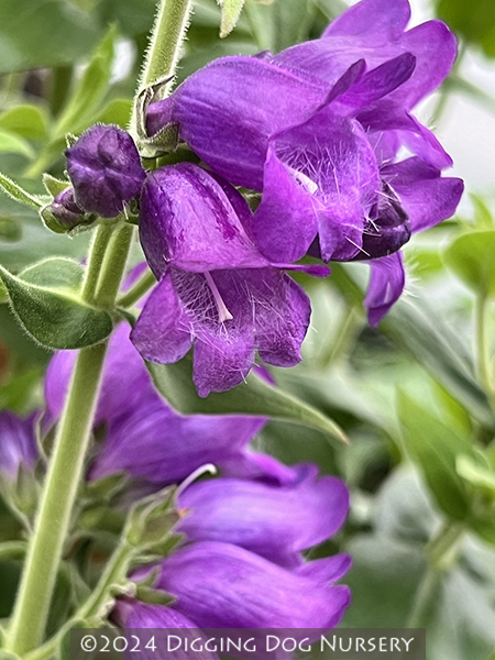 Penstemon sp. Hidalgo