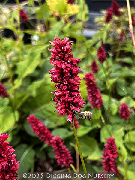 Persicaria amplexicaulis ‘Blackfield’
