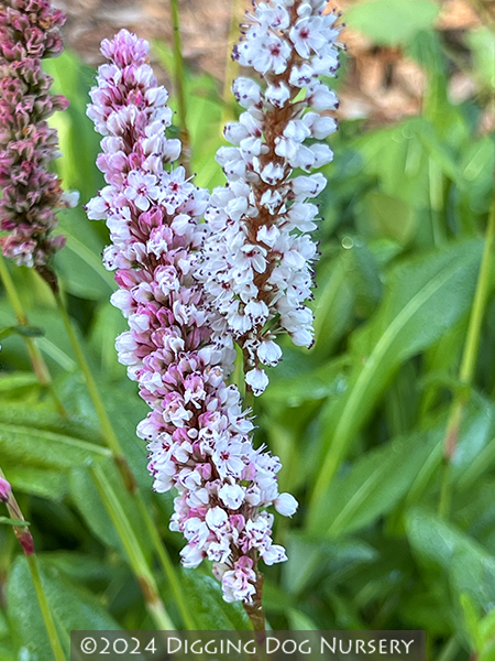 Persicaria affinis Dimity