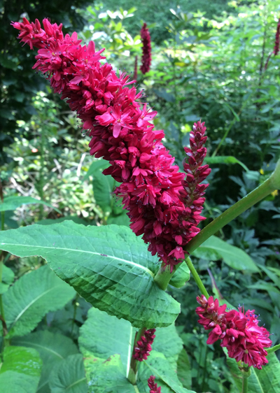 Persicaria amplexicaulis ‘Fat Domino’