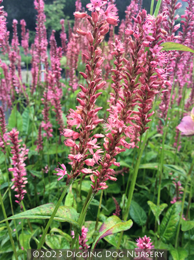 Persicaria amplexicaulis Orange Field