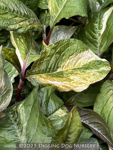 Persicaria virginiana ‘Painters Palette’