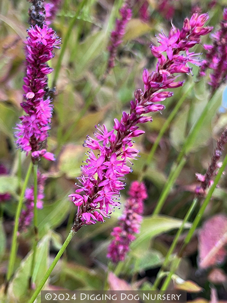 Persicaria amplexicaulis Purple Spears