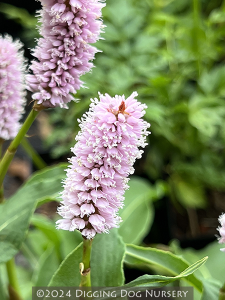 Persicaria bistorta Superba