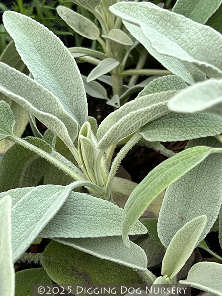 Phlomis anatolica &lsquo;Lloyd's Variety&rsquo;