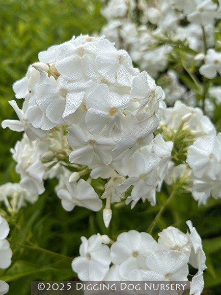 Phlox paniculata David
