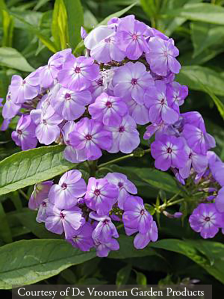Phlox paniculata ‘David’s Lavender’