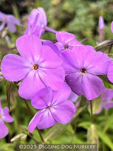 Phlox glaberrima ‘Forever Pink’