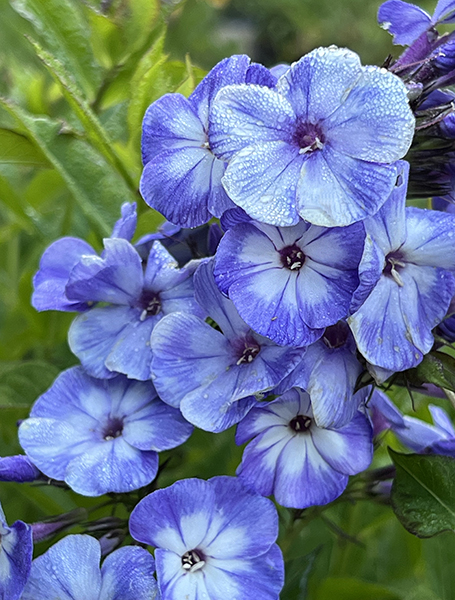 Phlox paniculata ‘Gzhel’