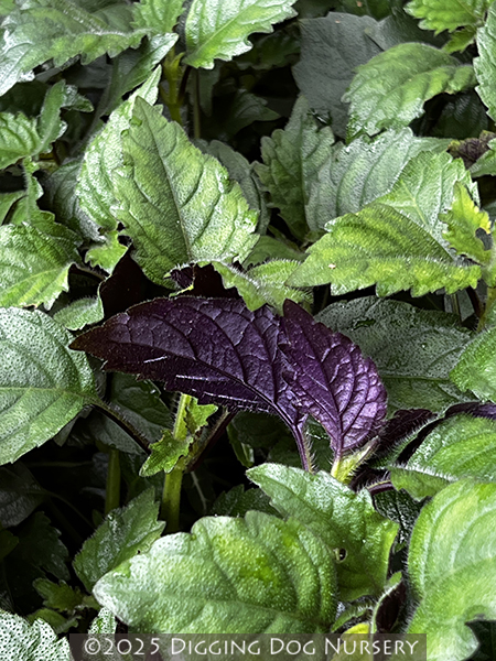 Plectranthus Little Lavender