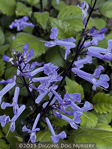 Plectranthus &lsquo;Mona Lavender (PP#13,858)&rsquo;