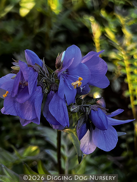 Polemonium &lsquo;Bressingham Purple&rsquo;
