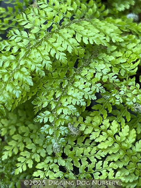 Polystichum setiferum ‘Herrenhausen’