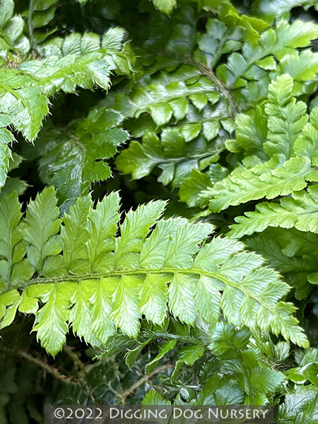 Polystichum polyblepharum